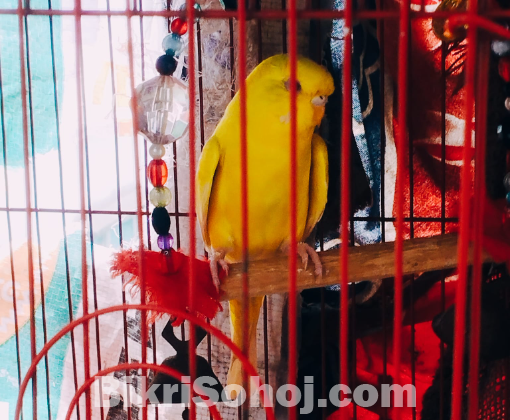 Lutino Red Eye প্রিমিয়াম কোয়ালিটি